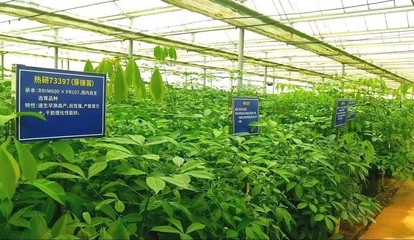 强化为国种胶使命担当，以新技术推广服务赋能天然橡胶产业优化升级